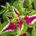 Solenostemon x 'Wizard Rose' feuille